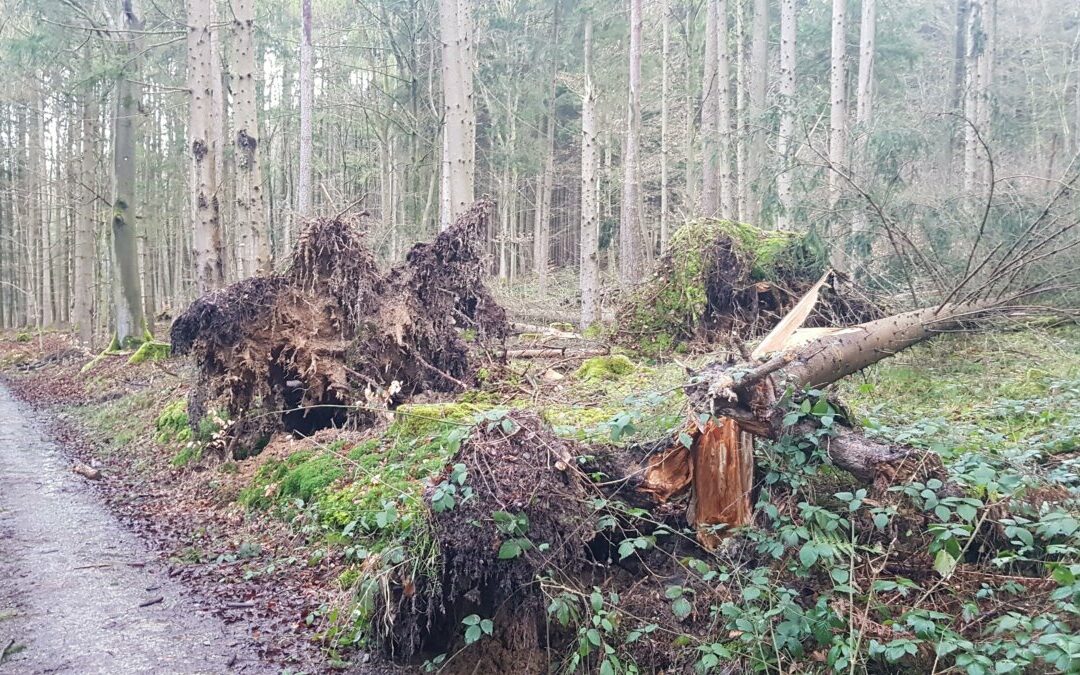 Kreisforstamt: Wälder vor Borkenkäferbefall schützen