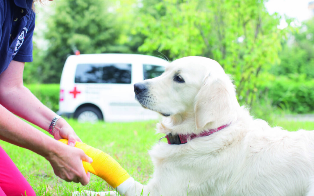 DRK bietet Erste Hilfe Kurs für Hunde an