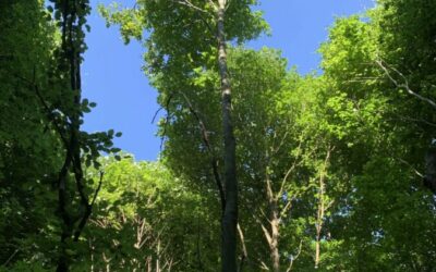 Kreisforstamt: Försterinnen und Förster tauschten sich beim Waldbautraining am Gigglerskopf im Gemeindewald Zuzenhausen zu neuen Strategien für die weitere Behandlung der Wälder aus