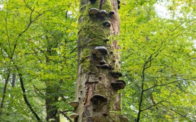 Aus der Serie „Besondere Bäume“ im Rhein-Neckar-Kreis:  Pilzbuche im Odenwald