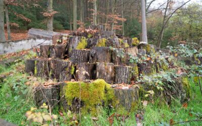 Neue Serie zum Thema Waldnaturschutz startet mit dem Hirschkäfermeiler von Schriesheim