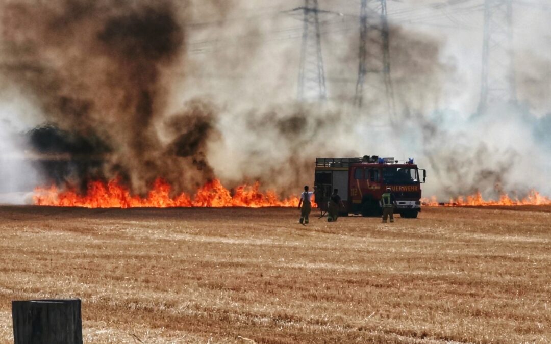 Nutzfelder in Vollbrand – Mehrere Feuerwehren im Einsatz bei Großbrand