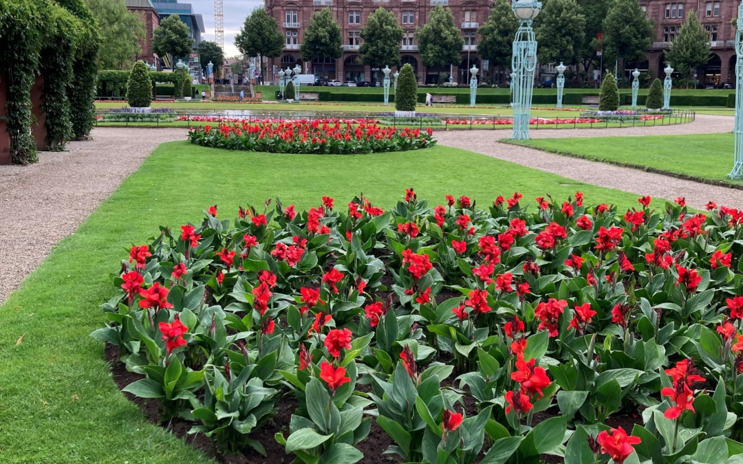 Neue Blumen und neue Beregnungsanlage am Friedrichsplatz