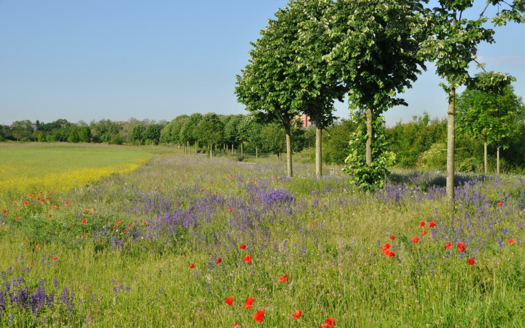 Insektenweiden in Mannheim werden gemäht