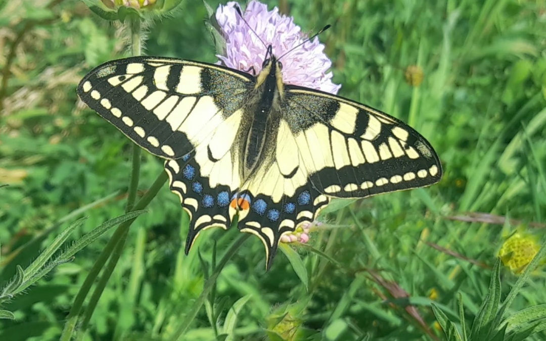 Tag der Insekten im Luisenpark Mannheim