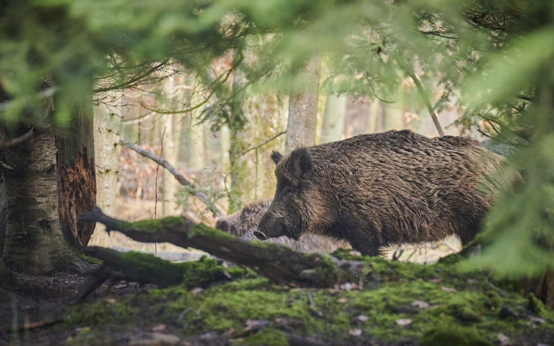 Afrikanische Schweinepest: wichtige Erinnerung an Hundehalter