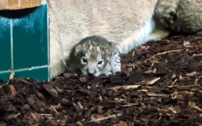 Zoo Heidelberg: Lang ersehnter Löwen-Nachwuchs!