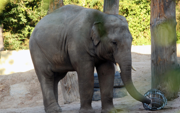 Keine Langeweile im Zoo Heidelberg!