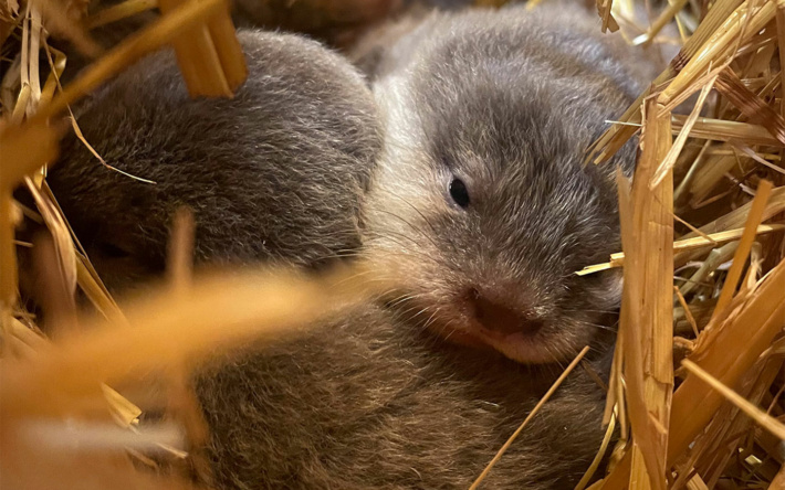 Zoo Heidelberg: Nachwuchs bei den Zwergottern