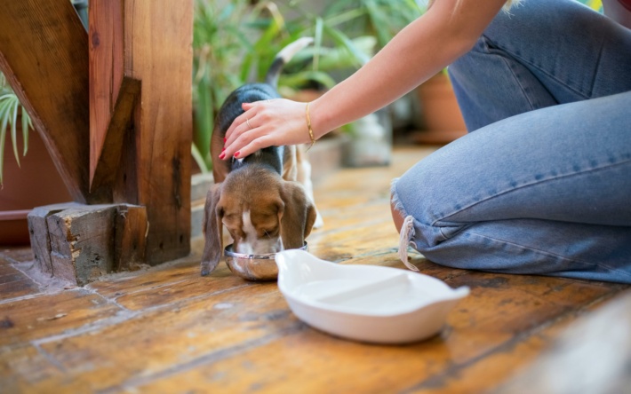 Warum die richtige Ernährung für Hunde so wichtig ist