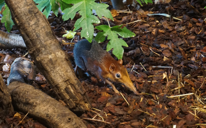 Schon entdeckt? Das Rüsselhündchen im Zoo Heidelberg!