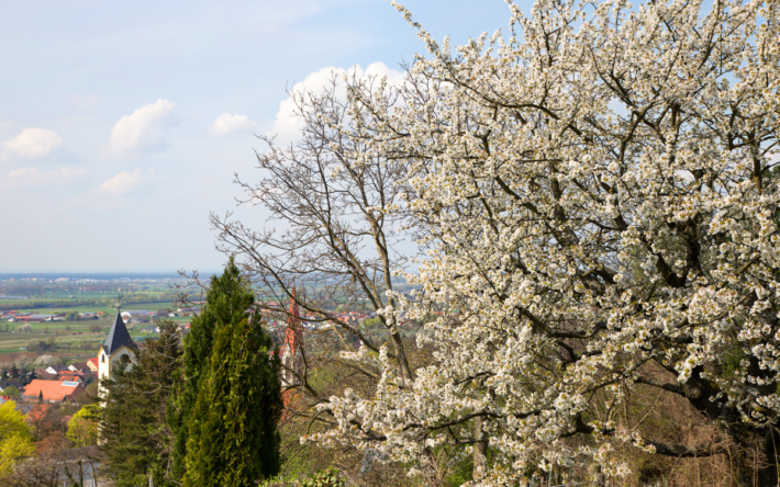 Weinheim: Der Blütenweg als Erlebnis