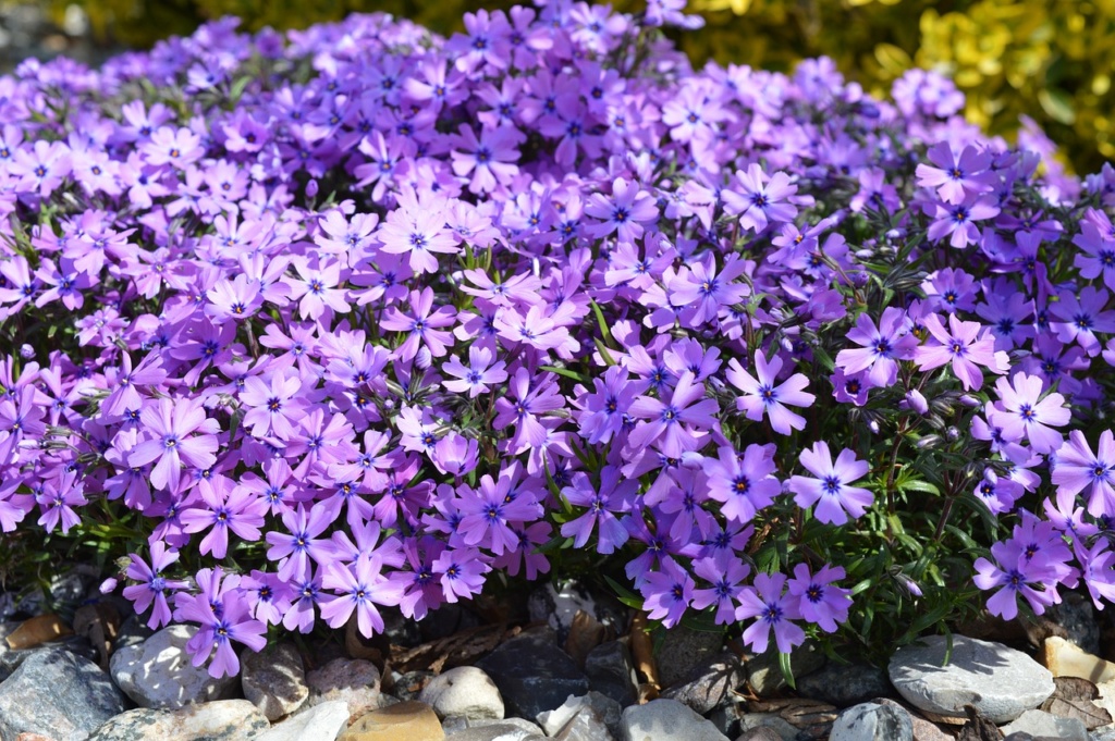 Der Polsterphlox: Ihre teppichartige Ausbreitung in leuchtenden Farben macht sie einzigartig und zieht oft diejenigen an, die ihren Gartenlandschaften Charme verleihen wollen. Foto: Pixabay