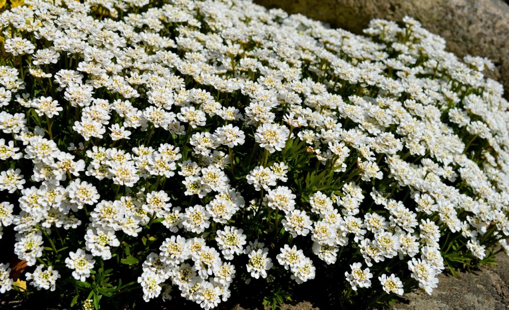 Die Immergrüne Schleifenblume. Foto: Pixabay