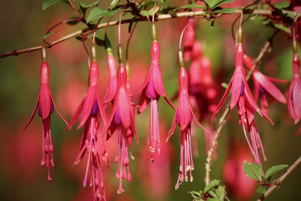 In einem sanften rot leuchtet die Scharlachfuchsie. Foto: Pixabay