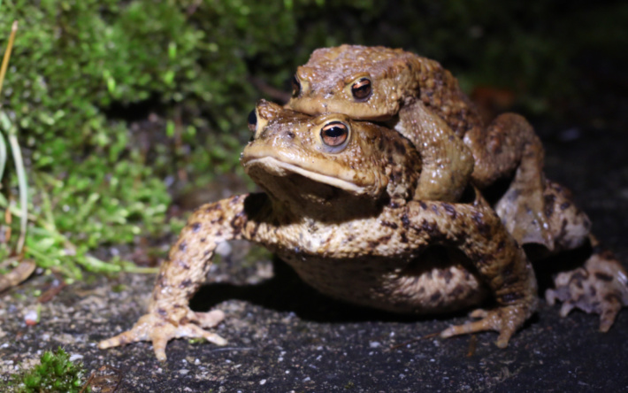 HD: Amphibienwanderung beginnt wieder