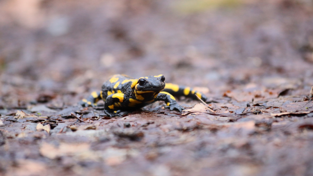 Amphibienwanderung, Feuersalamander