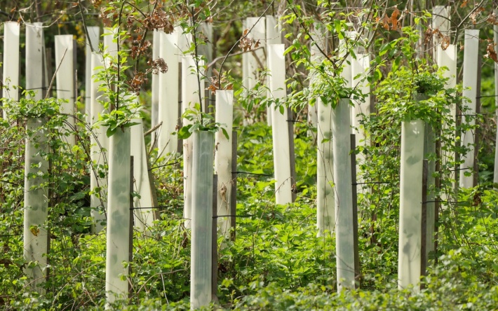 Neuer klimaresilienter Mischwald im Rheinauer Wald