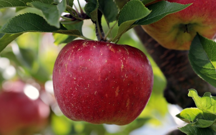 Allergikerfreundliche Äpfel kommen in den Handel