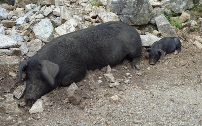 Afrikanische Schweinepest (ASP) erreicht Mannheim