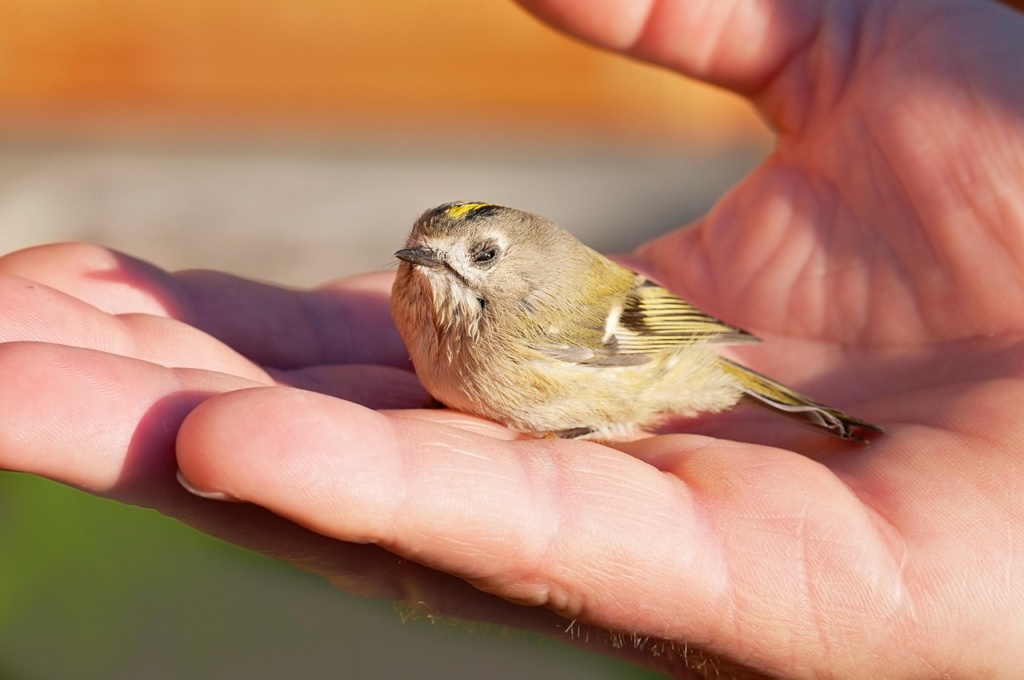 Jungvögel richtig helfen