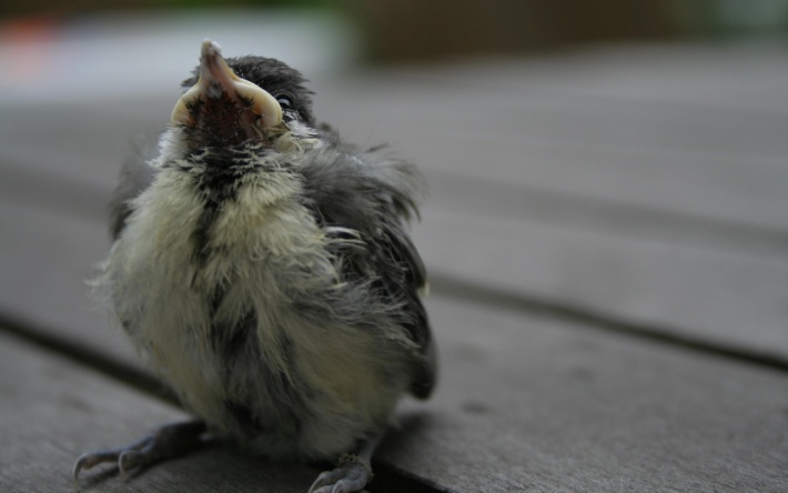 Jungvögel in Not? Wann Helfen sinnvoll ist